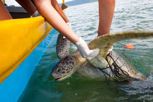 Green turtle in the Dulce Gulf