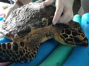 Weak hawksbill turtle