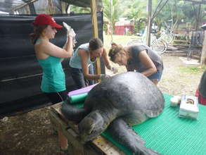 Stranded green turtle