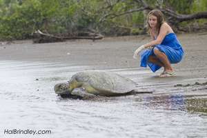 Successfully released turtle