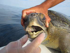 Checking the mouth of a sea turtle for objects