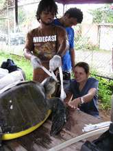 Taking samples from the esophagus of a turtle