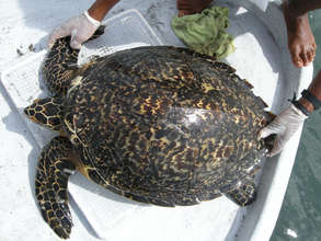 Critically endagered hawksbill turtle