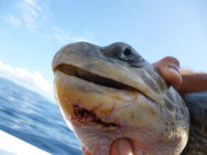 Injury from fishing gear