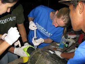 Giving medicine to stabilize a sea turtle patient