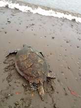 Male Hawksbill