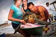 Sea turtle transport to our rescue center
