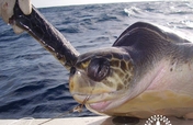 Provide Rehab Care for Sea Turtles in Osa
