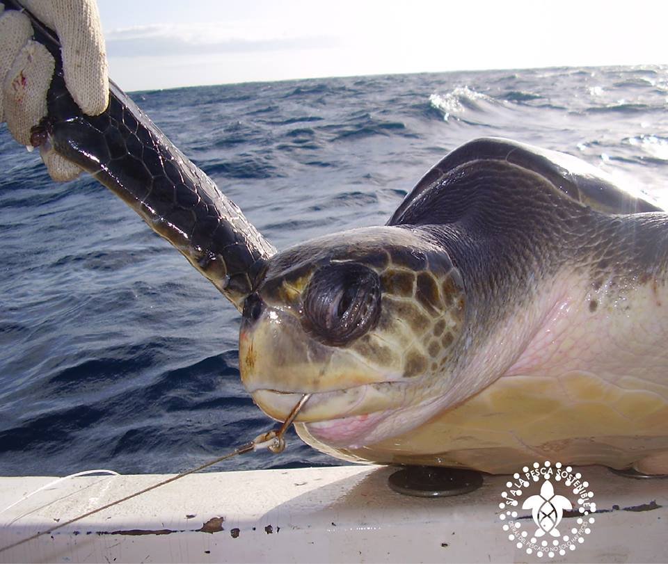 Provide Rehab Care for Sea Turtles in Osa