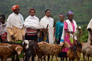 One SHG buys 10 sheep to raise funds