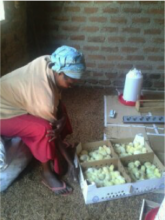 Cooperative participant looks over the new chicks