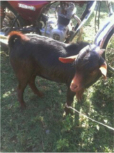 S.O.U.L.'s male goat in the goat co-op program