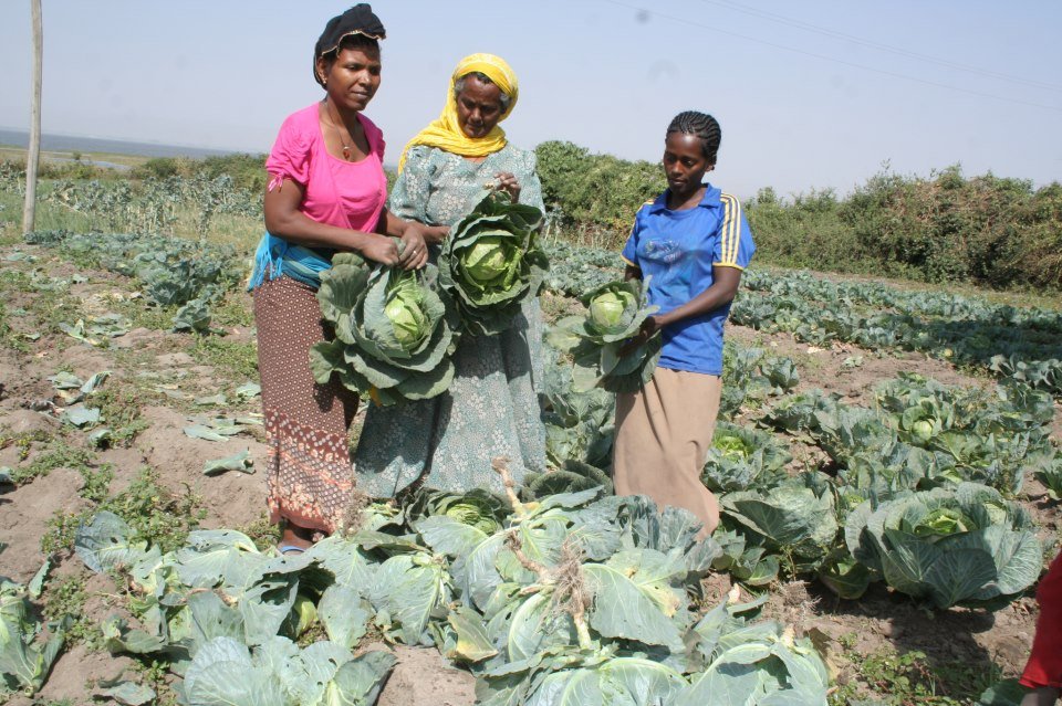 Improving Livelihood of 850 Youth in Ethiopia - GlobalGiving