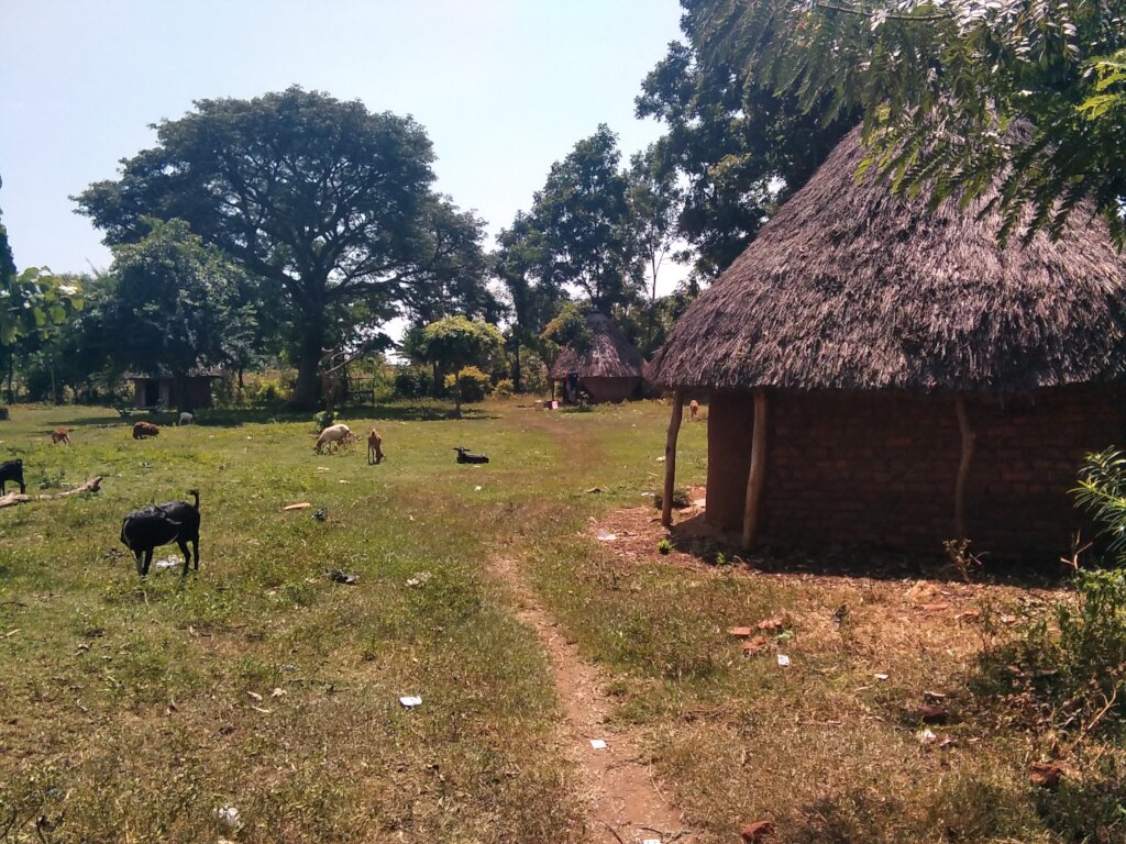 Widows old house sheep given by donors support