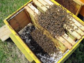 Almost all bees in North Bulgaria were killed