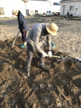 Volunteers cultivating the field