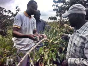 Rongo Project - Coffee Consultancy