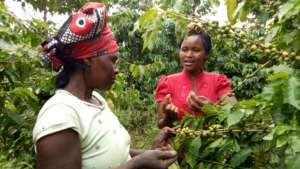 Trainings on proper coffee cherry picking practice