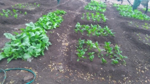 Gardening @ Drop in Centre