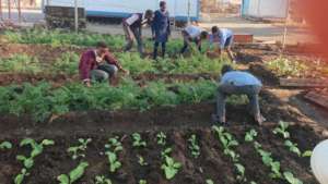 Learning to plant veg at the Drop in Centre