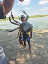 Catching crabs as well!