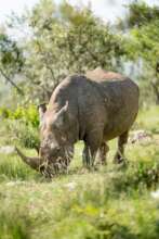 Pic 5, Rhinos- a favourite sighting