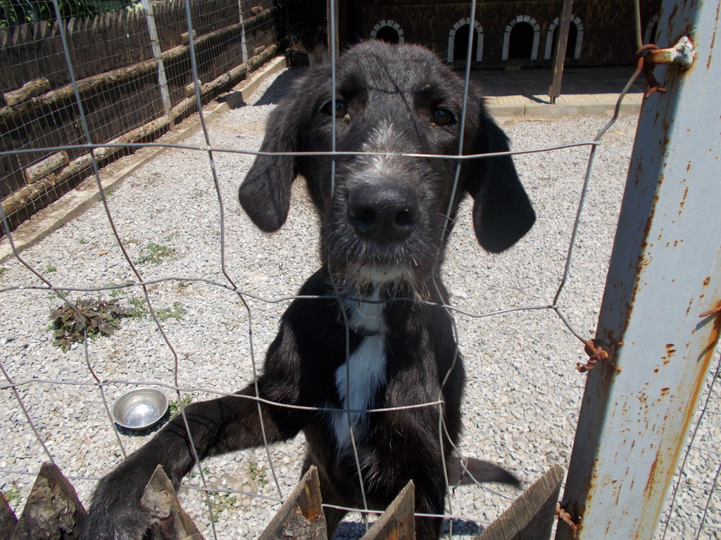 Surgery help for 35 hurt homeless dogs in Pernik GlobalGiving