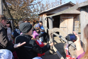 Ostrich farm
