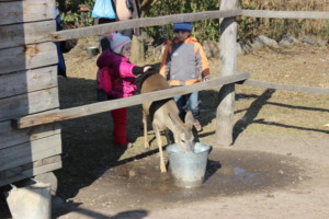 Ostrich farm 2
