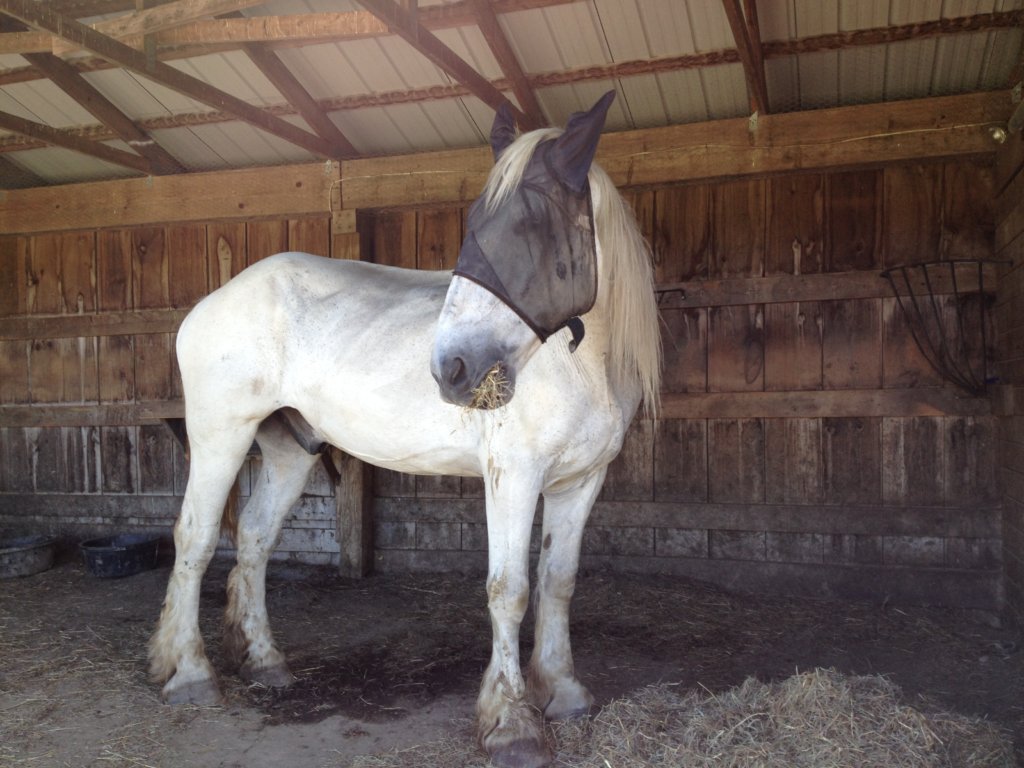 Footing for Training Area for Draft Horse Rescue
