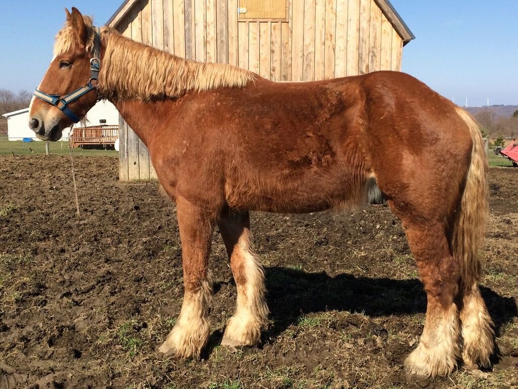 Footing for Training Area for Draft Horse Rescue