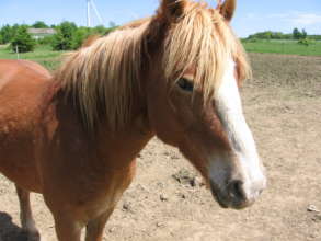 Abraham