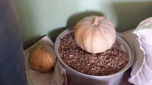 Pumpkins and Ground nuts
