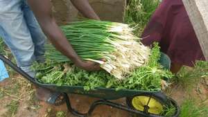 Harvest from the We Are the Future garden