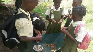 Students shelling beans