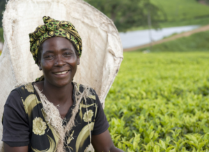 Small holder tea farmer-Malawi