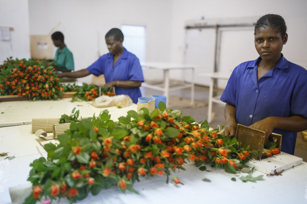 A seat at the table for 80 producers in Swaziland