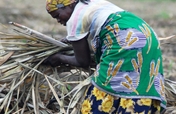 A seat at the table for 80 producers in Swaziland