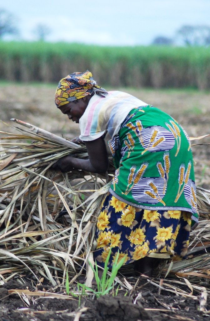 A seat at the table for 80 producers in Swaziland
