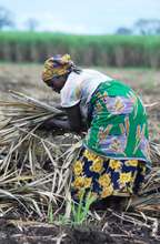 A seat at the table for 80 producers in Swaziland