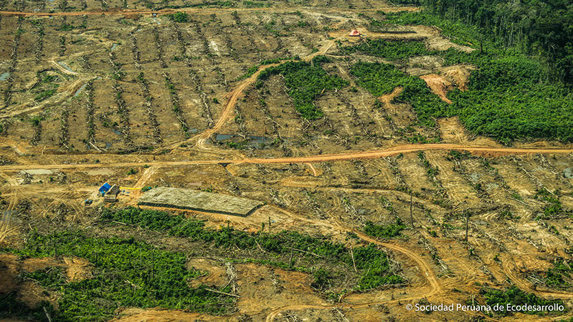 Communicate the impacts of deforestation in Peru