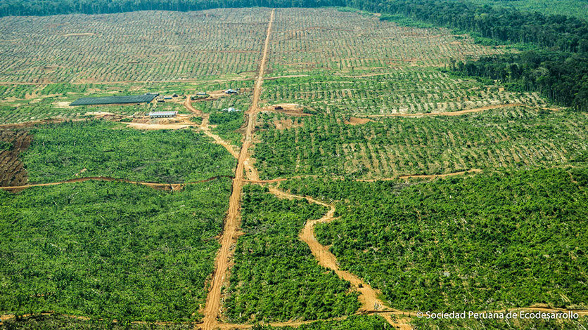 Communicate the impacts of deforestation in Peru
