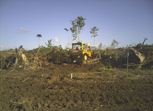 Communicate the impacts of deforestation in Peru