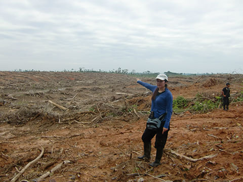 Communicate the impacts of deforestation in Peru