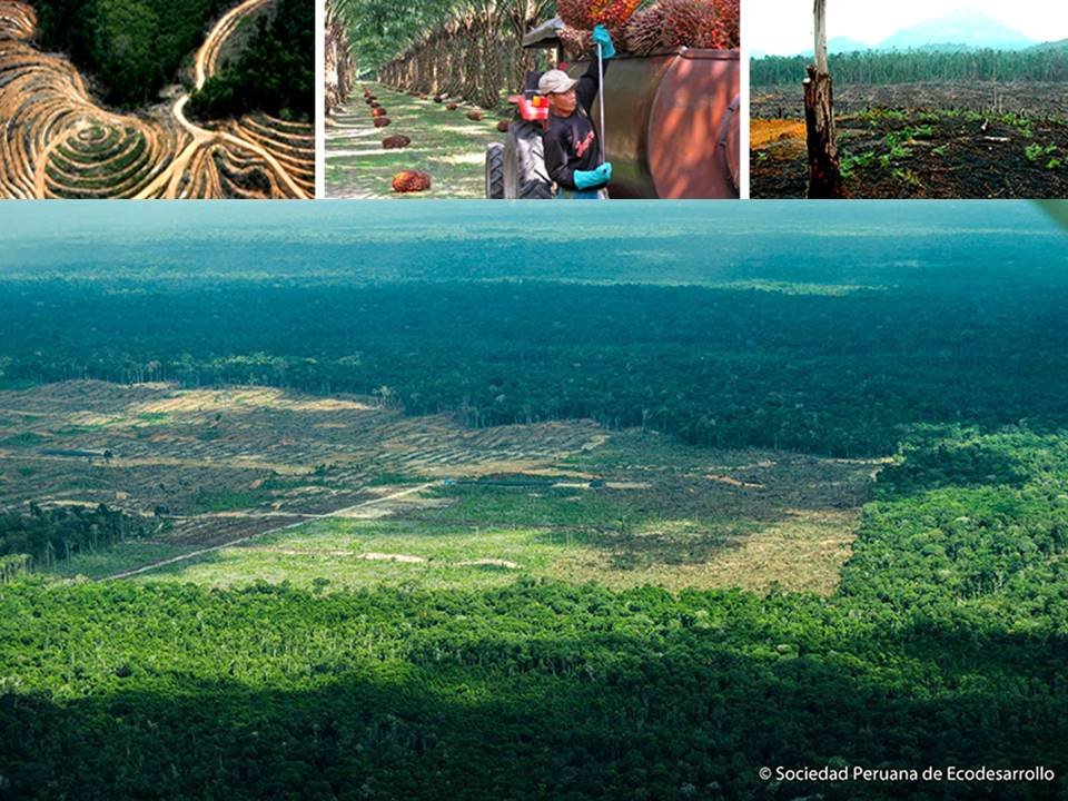 Communicate the impacts of deforestation in Peru