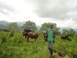 Member of the Bafmen Fulani Community at Work