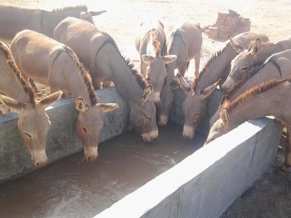 Help Poor Working Donkeys at Local Gold Mines