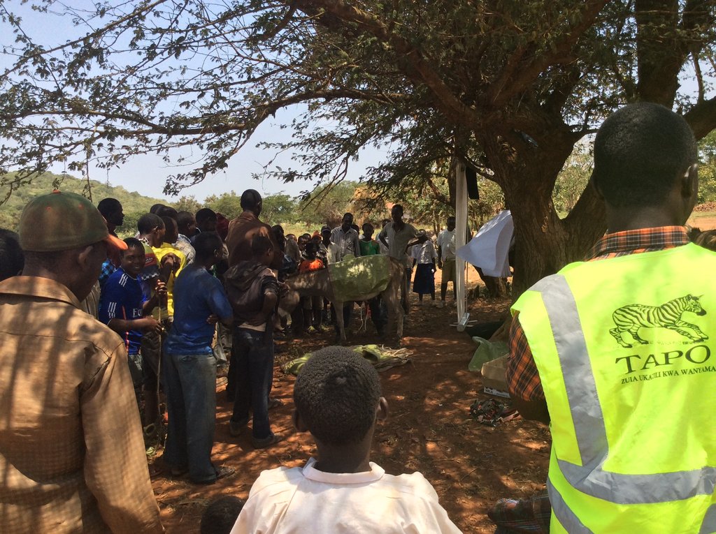 Help Poor Working Donkeys at Local Gold Mines