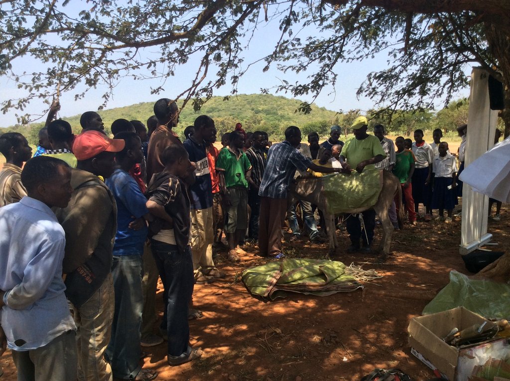Help Poor Working Donkeys at Local Gold Mines