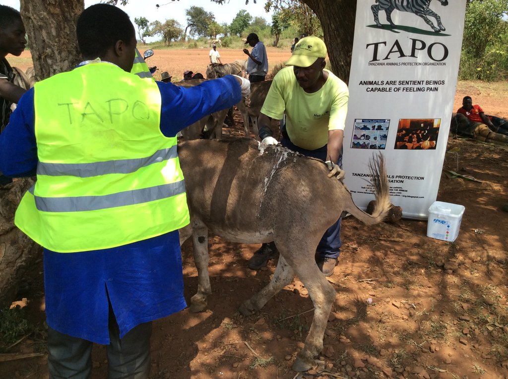 Help Poor Working Donkeys at Local Gold Mines